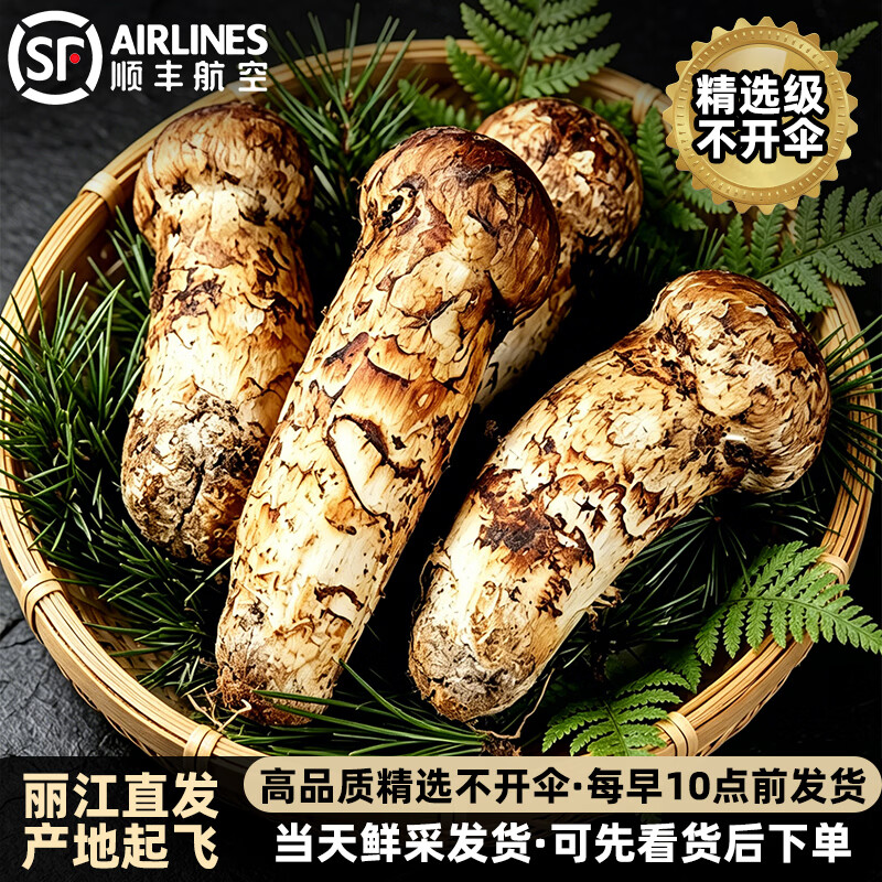 云南丽江新鲜松茸菌 野生菌子精选未开伞鲜松茸 9-12cm净重1kg【精选级丽江松茸】