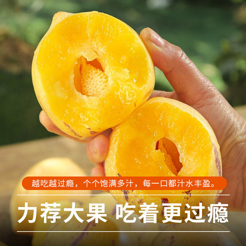 骄瑰云南石林人参果【多地次日达】圆果树上熟当季新鲜水果整箱中秋送 5斤装【超值推荐-80%选】净重4.5斤 9A金奖·老树果【单果110g+】