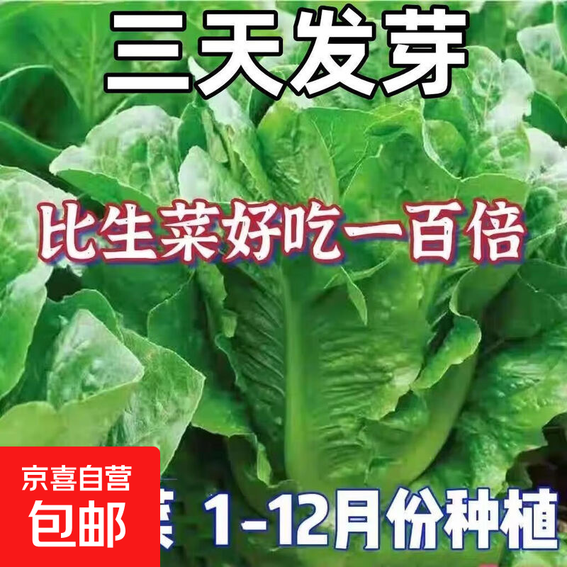 孔雀菜不生虫不打药生吃脆甜高营养直立生菜四季播生菜沙拉菜 正品原装孔雀菜种子约2000粒1包