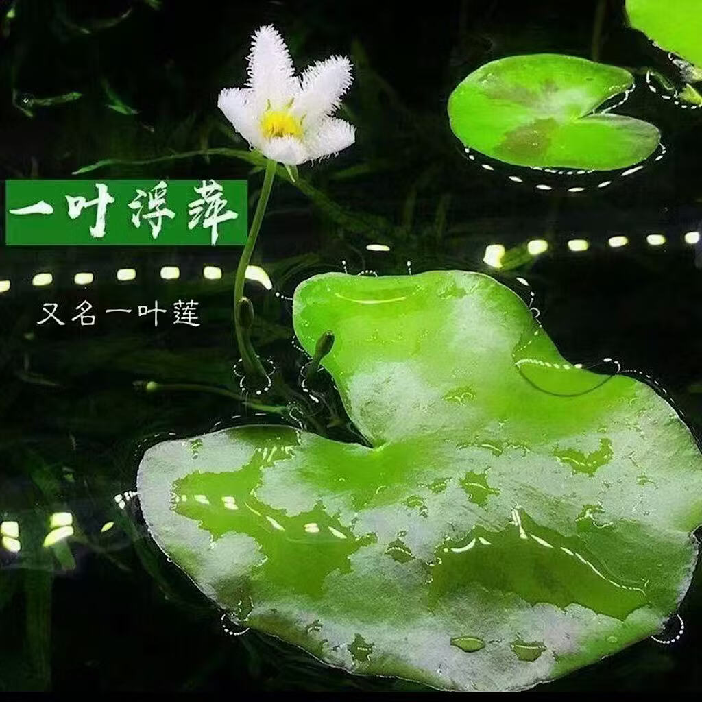 【花仙子】一叶莲水培无土好养办公室桌面鱼缸造景治愈系绿植A 【带花苞】焦虑盆+一叶莲+小鸭了 【带花苞】