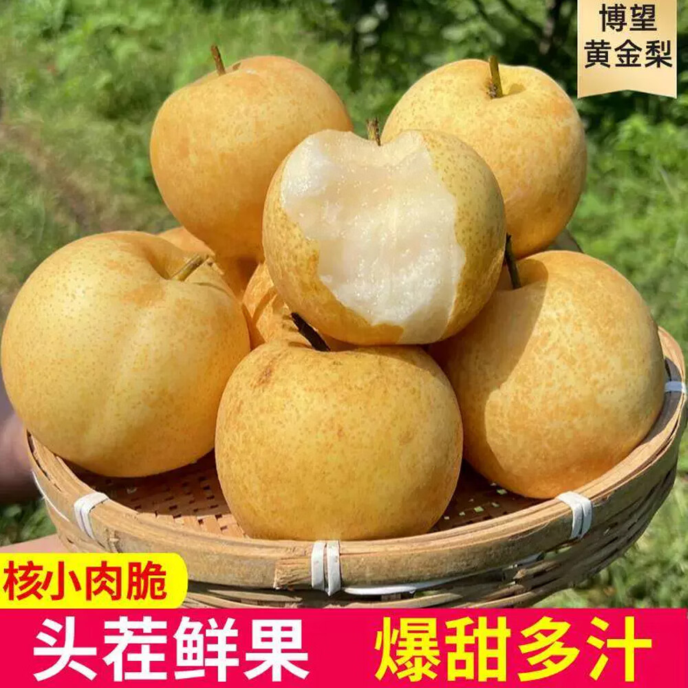 河南南阳博望坡黄金梨正宗新鲜梨子方城梨子当季雪梨黄皮梨 9斤中果15