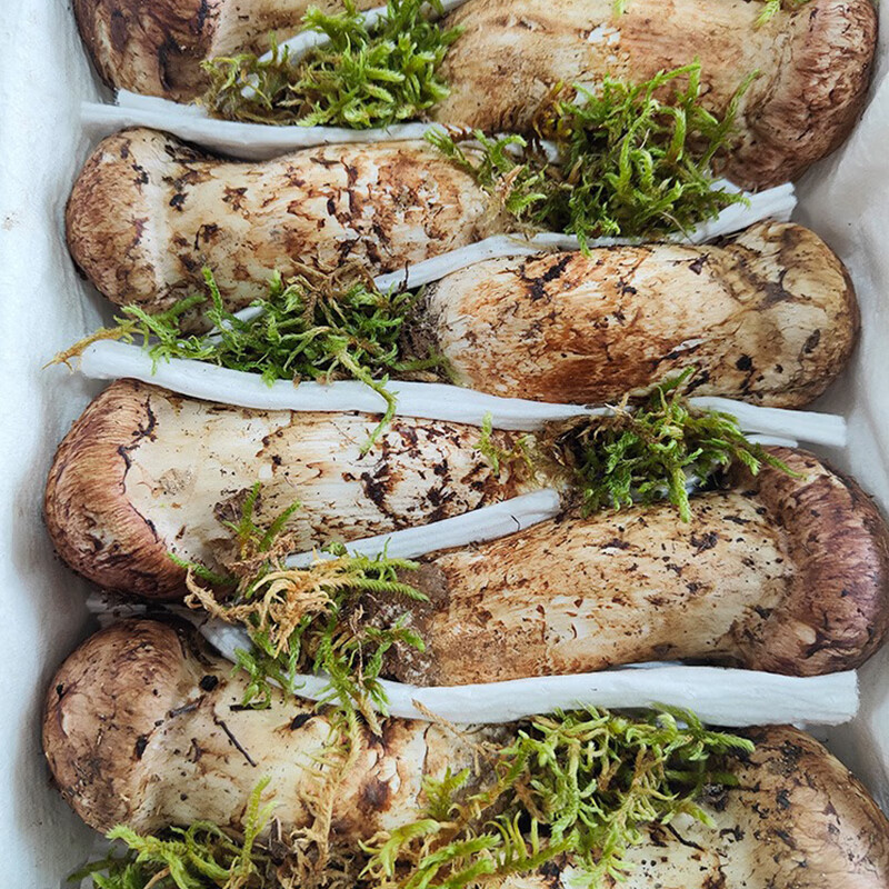 云南丽江新鲜松茸菌 野生菌子精选未开伞鲜松茸 9-12cm净重1kg【精选级丽江松茸】