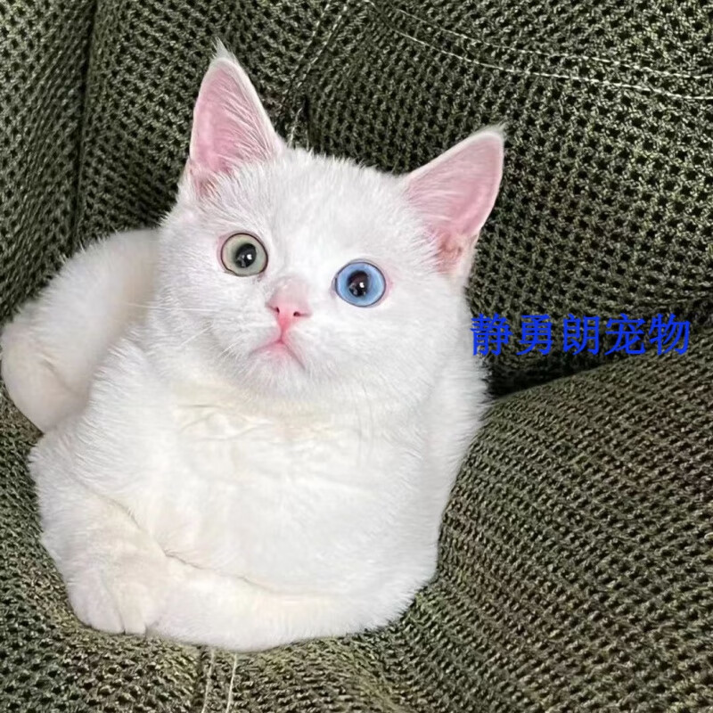 荣郁 中华田园猫异瞳鸳鸯眼蓝眼睛黄眼睛短毛猫咪土猫幼崽黑白活 田园