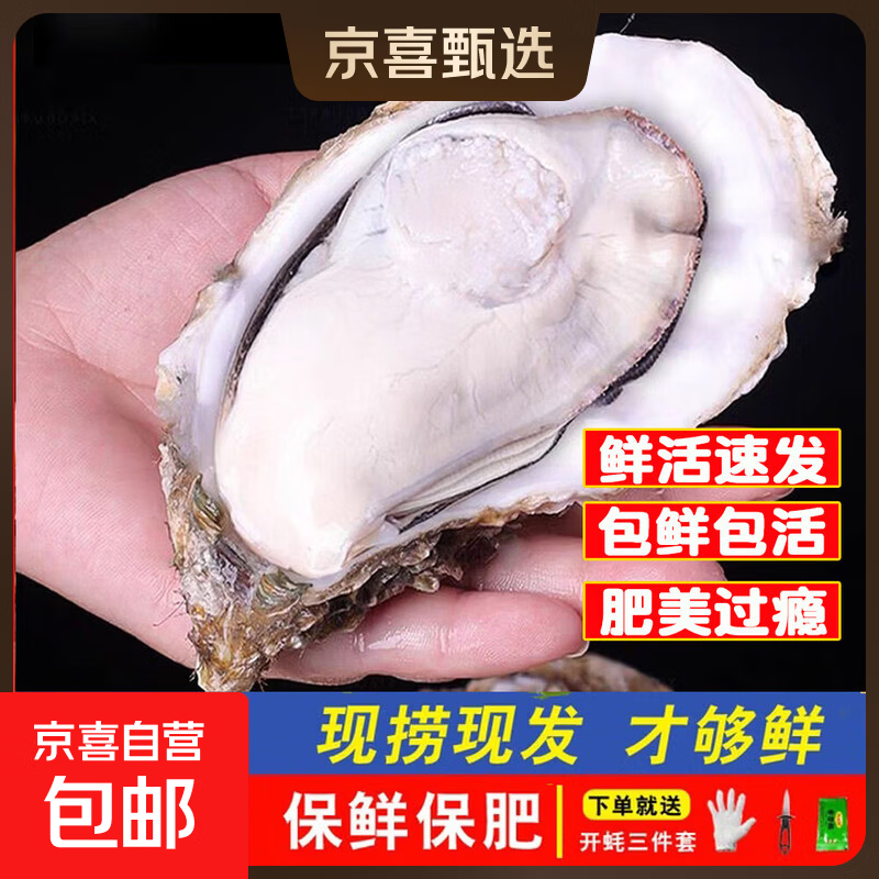 鲜活乳山牡蛎新鲜乳山生蚝海蛎海鲜贝类包鲜包活到家5斤10斤净重 【5X大肥蚝】10斤箱约16-22只