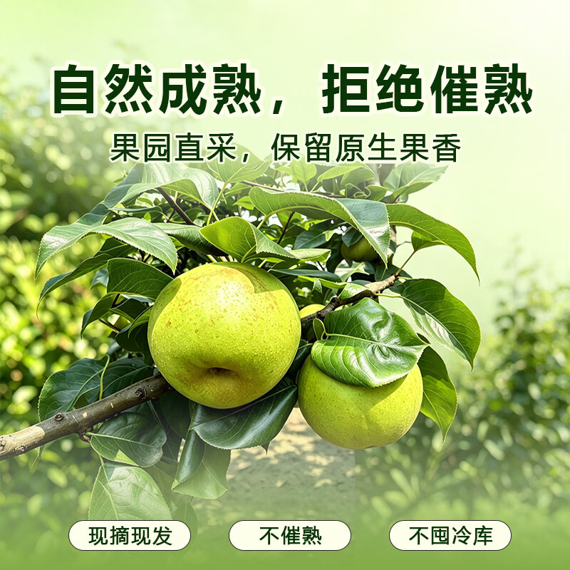 雪芬翠冠梨新鲜现摘 青皮脆梨 脆甜多汁 当季生鲜水果 现摘现发 净重4.5斤【单果250g+】