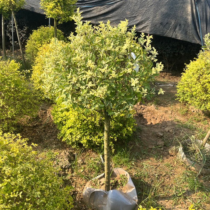 蜡棒棒糖高杆爱心步步高造型柠檬之光川滇蜡树亮金女贞盆栽 金姬小蜡