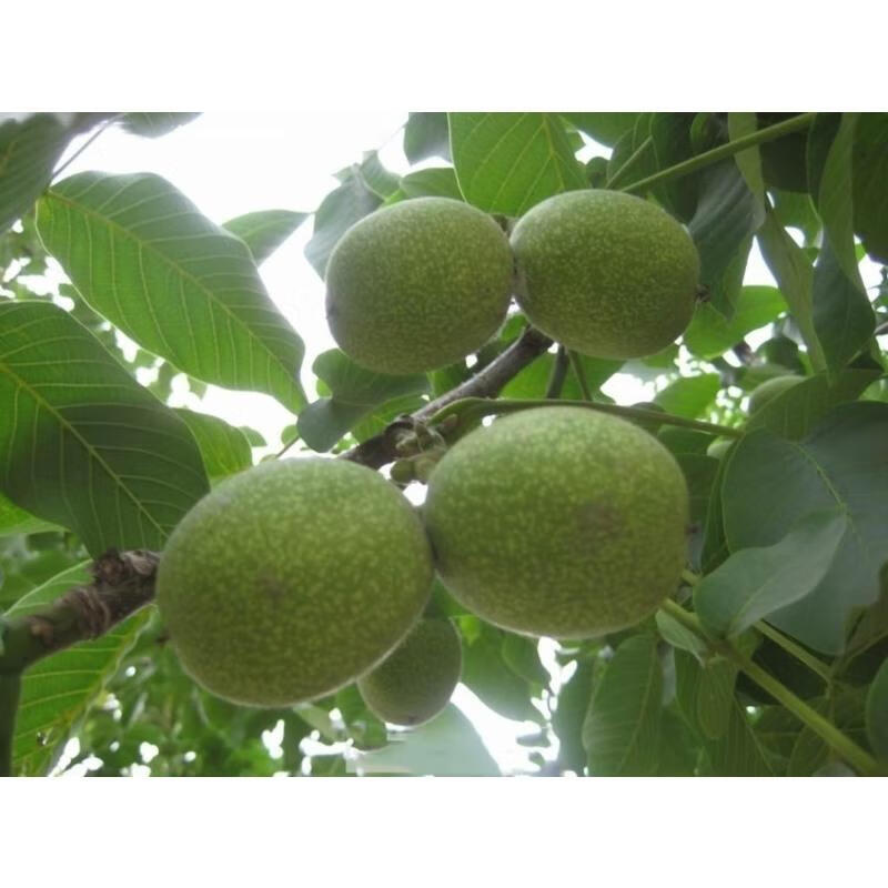 核桃苗 核桃树苗龙辰语核桃树苗纸皮薄皮文玩核桃苗地栽当年结果南方