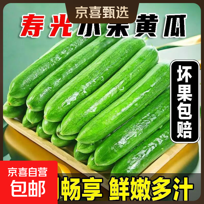 寿光水果黄瓜现摘现发新鲜采摘 水果小黄瓜带箱4斤