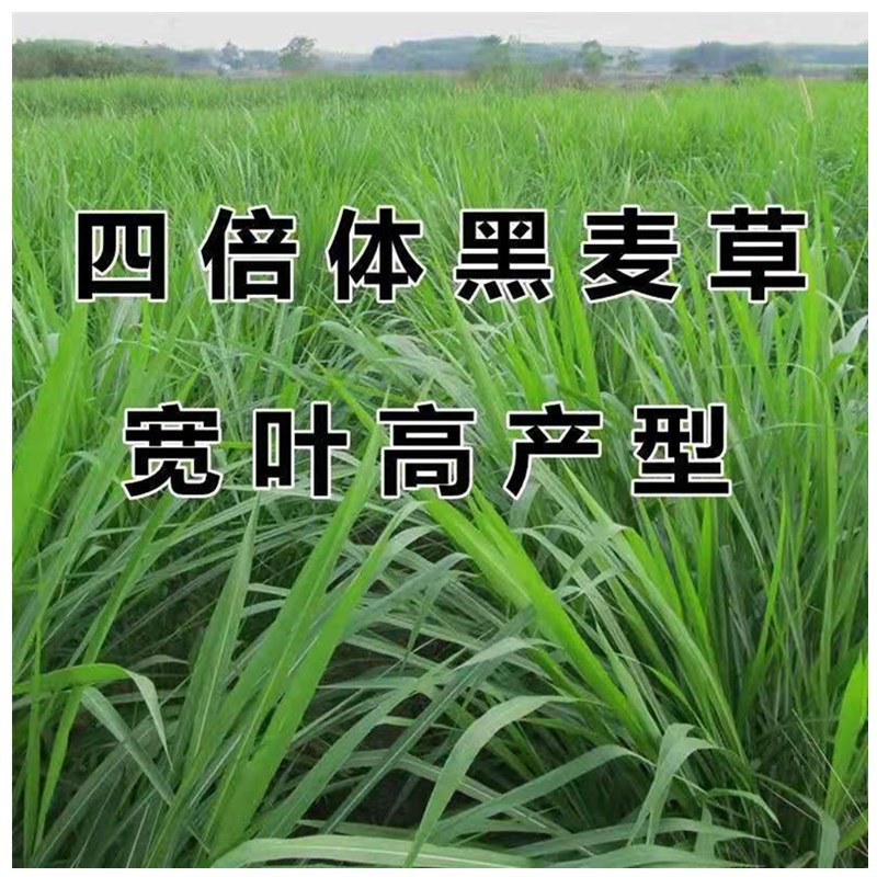 绿中城批发进口宽叶牧草种子多年生四倍体黑麦草种子一年生黑麦草种子