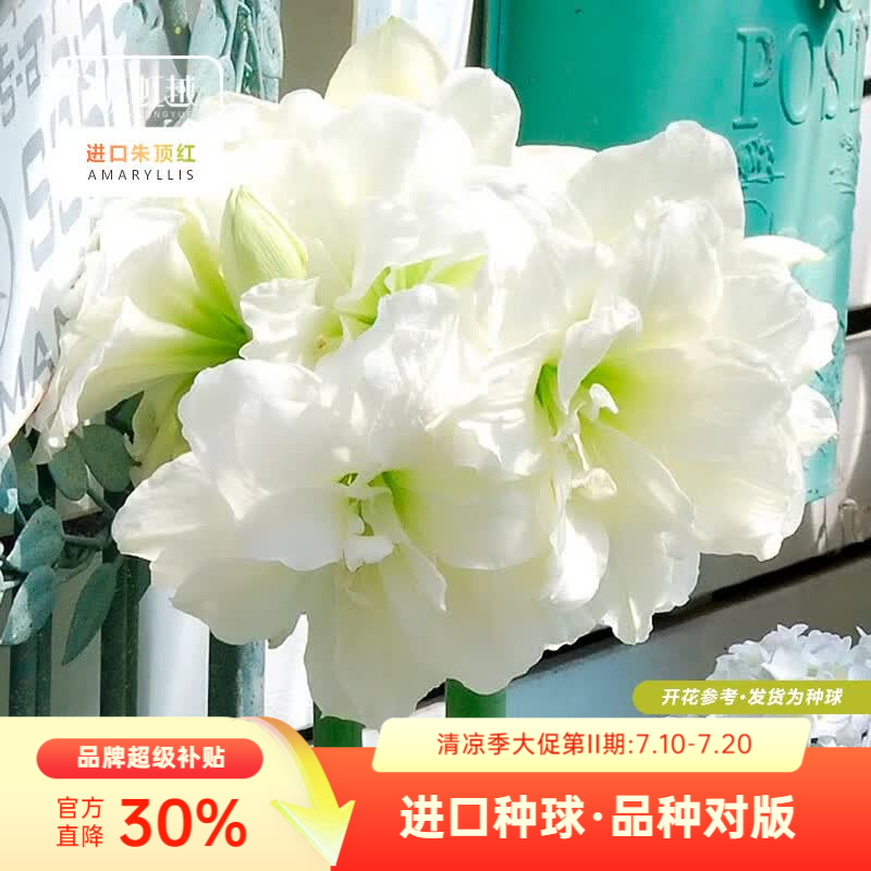 虹越（HONGYUE）进口南非朱顶红种球裸球 阳台花园地栽盆栽多年生球根花卉 【进口南非朱顶红】阿弗雷(20/22)