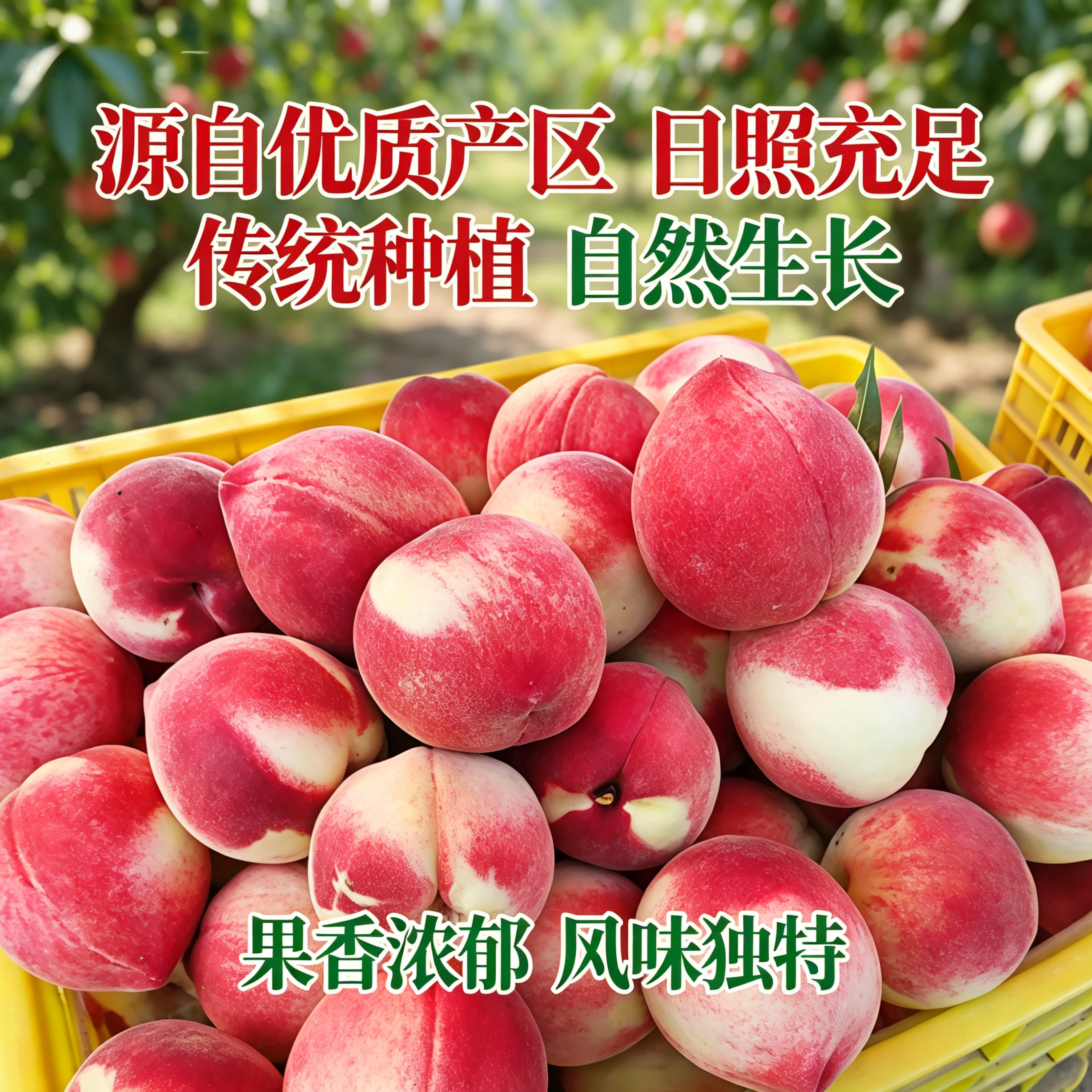 甘肃天水秦安水蜜桃正宗北京7号水蜜桃金奖礼盒整箱航空包邮 9枚特大果，单果6-7两，送礼佳品，高档礼盒