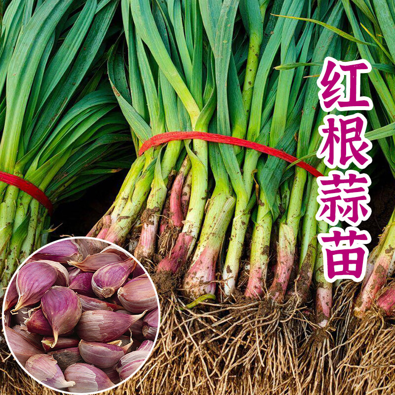 北蔬 蔬菜种子大全品种阳台四季播种菜籽 批发家庭种植农科院种子夏季 红根蒜瓣种子 250克
