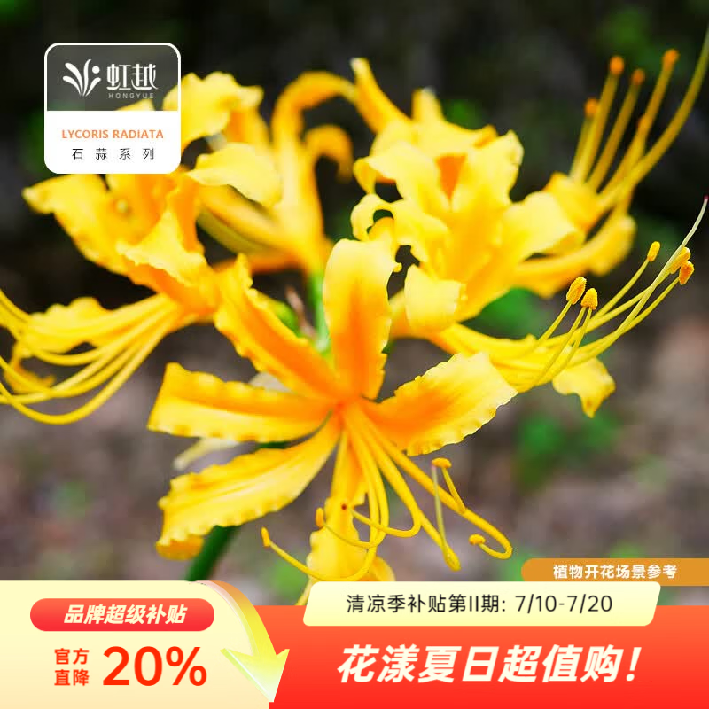 虹越2026石蒜种球 庭院花园多年生曼珠沙华彼岸花球根花卉种球HN 【5球】忽地笑 (周长12-14cm)