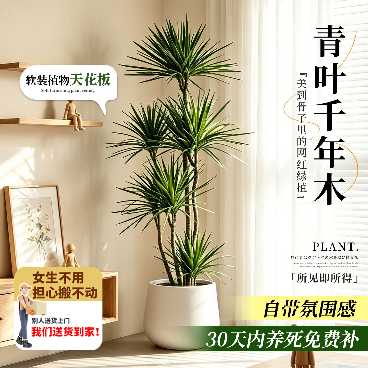 雅致青叶千年木客厅盆栽绿植高级感大型植物办公室内轻奢龙血树好养活 移动托盘