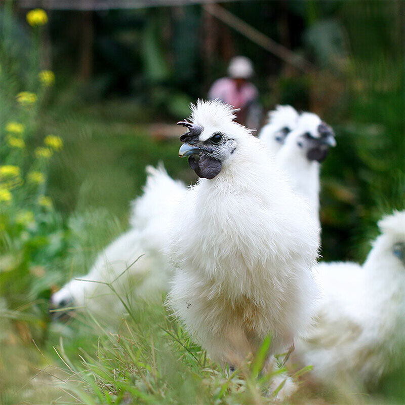 温氏原切乌鸡块500g*2包 生鲜供港品质 谷物饲养 滋补鸡汤火锅食材
