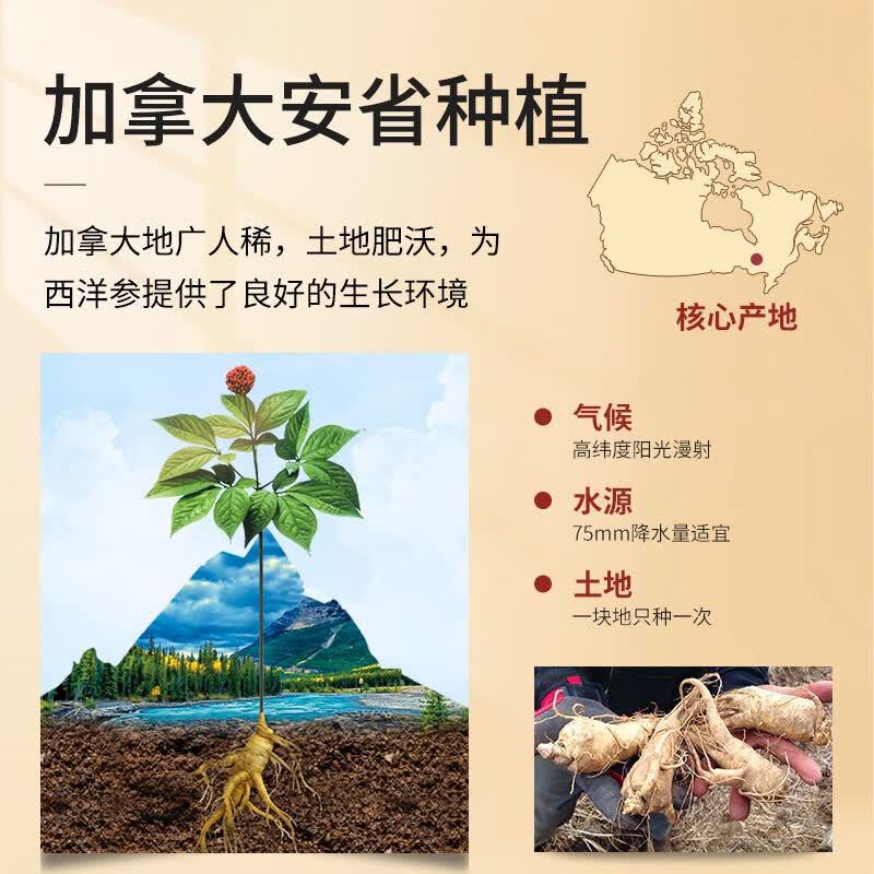 大山行进口加拿大西洋参小片30g 袋装花旗参夏季温补去燥不上火泡水煲汤 夏季滋补 | 西洋参小片 30g*1袋