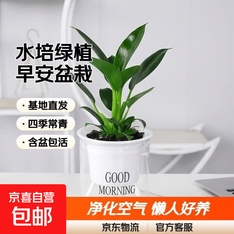 水培植物绿植盆栽室内客厅办公室桌面小盆景花卉绿萝发财树好养活 【绿公主】+简欧透明吸水盆