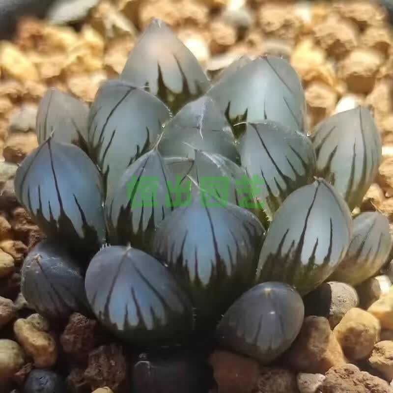 水晶玉露多肉植物幼儿园盆栽 精品黑肌玉露一颗 原盆原土