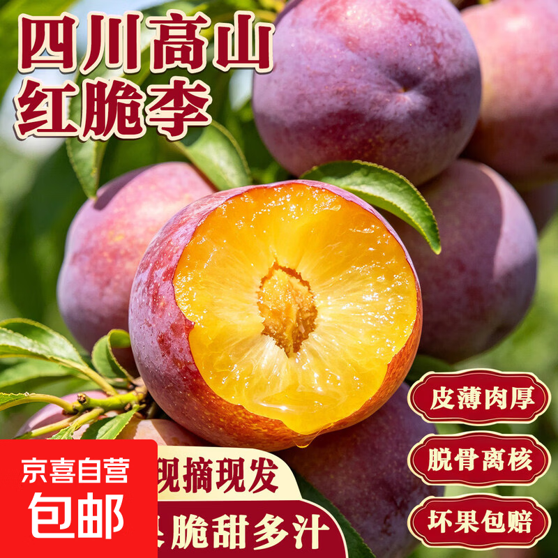 正宗四川小脆红 脆红李子 新鲜应季时令水果李子 新鲜尝鲜包邮 带箱2斤  单果12g+