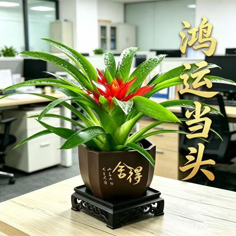 【花仙子】鸿运当头带花小红星花卉室内客厅植物办公室净化空气A 2盆鸿运当头(舍得盆配地垫) 带盆(盆直径9cm/整高20-25cm)