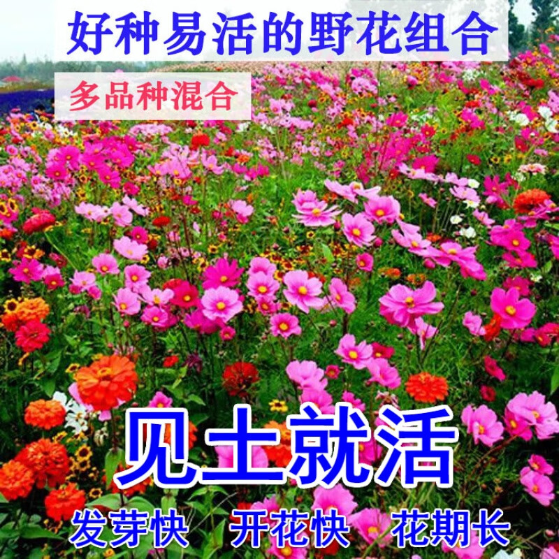 花棯波斯菊花种子混色格?；ㄖ肿哑卟仕募究ㄒ谆罨ㄗ淹ピ菏彝饣ㄖ?10几个品种混合野花组合一斤