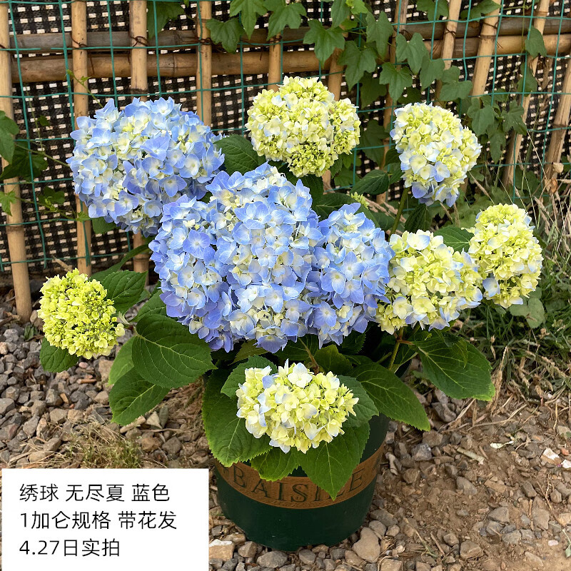 绣球花盆栽无尽夏花园植物阳台庭院木本花卉好养花期很长带花朵发
