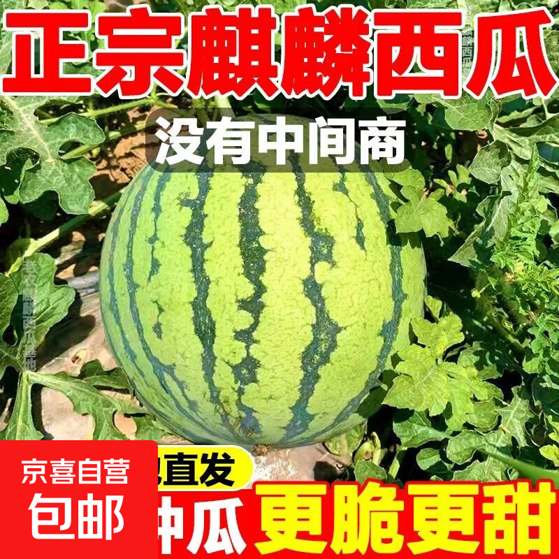【很甜】正宗麒麟冰糖西瓜超甜美都现摘产地直发薄皮应季新鲜水果 5-6斤带箱