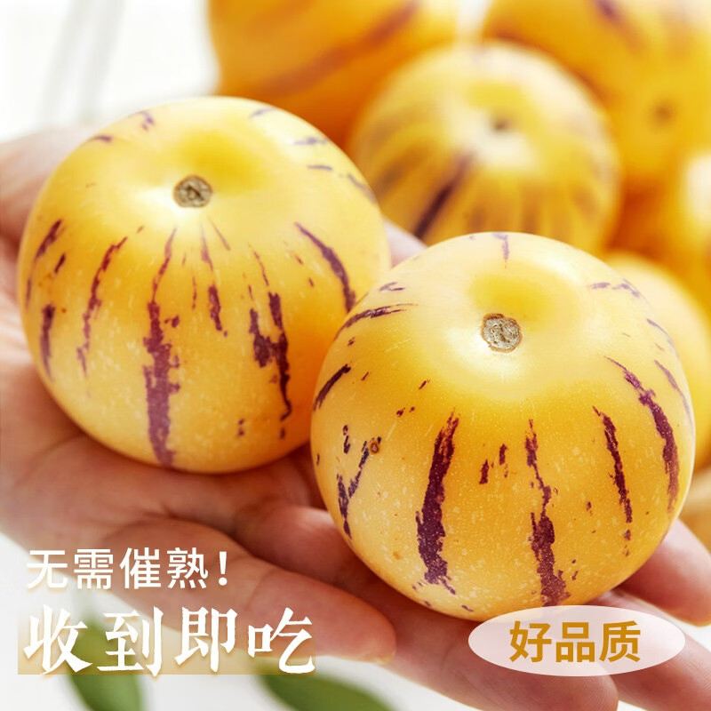 骄瑰云南石林人参果【多地次日达】圆果树上熟当季新鲜水果整箱中秋送 5斤装【超值推荐-80%选】净重4.5斤 9A金奖·老树果【单果110g+】