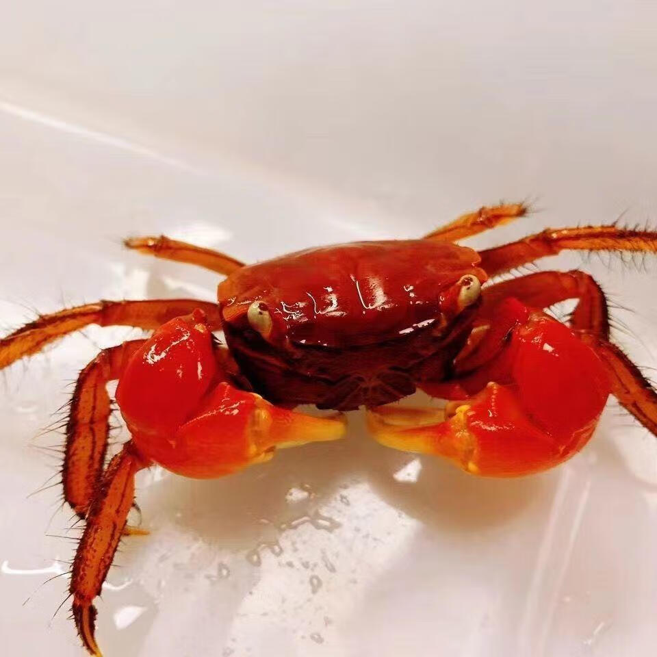 红螯相手蟹观赏蟹宠物蟹红爪蟹淡水螃蟹佛脸蟹好养包活相守蟹活体