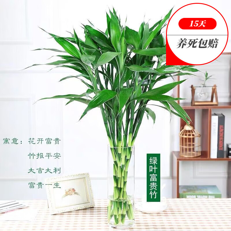 姬卉绿植盆栽:打造舒适室内环境