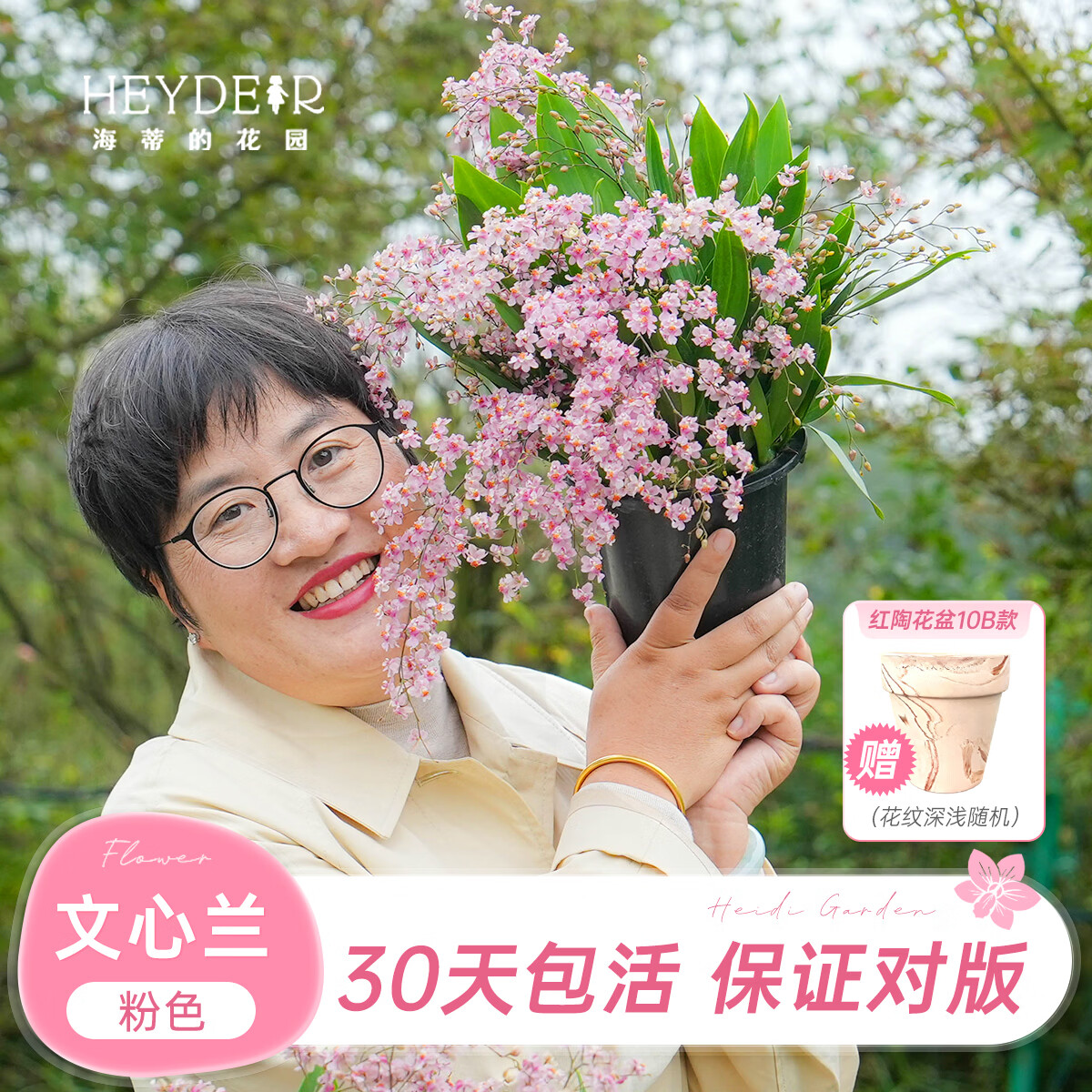海蒂的花园文心兰盆栽绿植赠红陶花盆 11.3元 - 86线报
