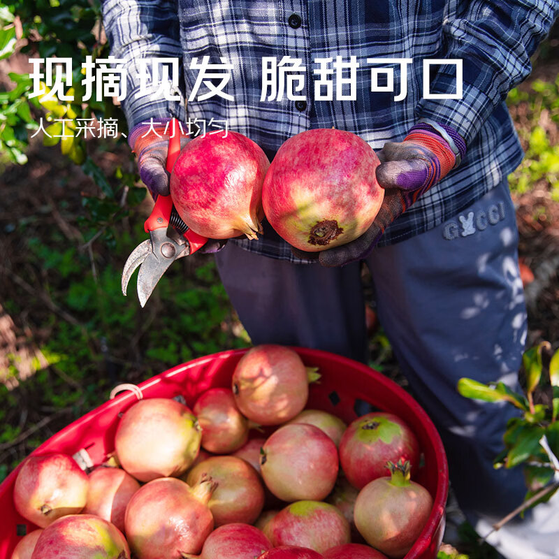 勿语四川大凉山会理突尼斯软籽石榴特大果礼盒 产地直发新鲜红石榴 3斤精品中果3-6两