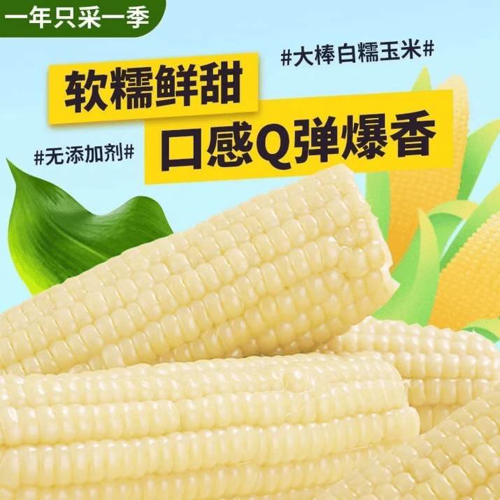 鲜食黄糯玉米棒 内蒙古巴彦淖尔产地直发家庭代餐杂粮 黄糯玉米 8根装 单根230~240g