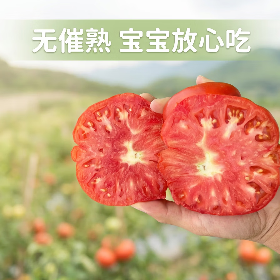 贵州露天马蹄番茄老品种沙瓤自然熟宝宝辅食现摘顺丰包邮 5斤大果(100克以上)普通礼盒装 5斤