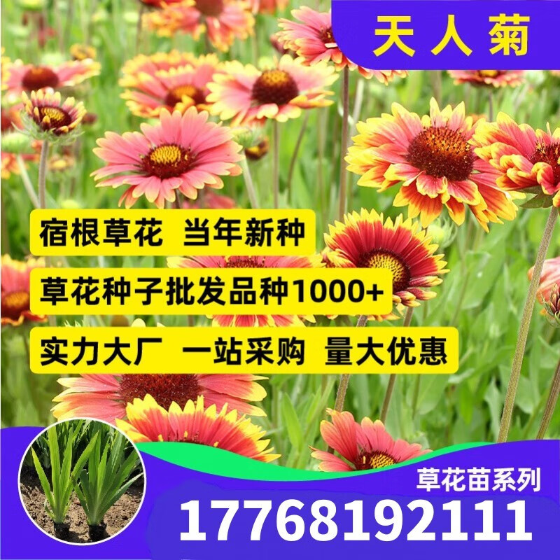 前岔 花种子天人菊种子春夏播耐干旱耐热阳台庭院盆栽园林绿化花卉