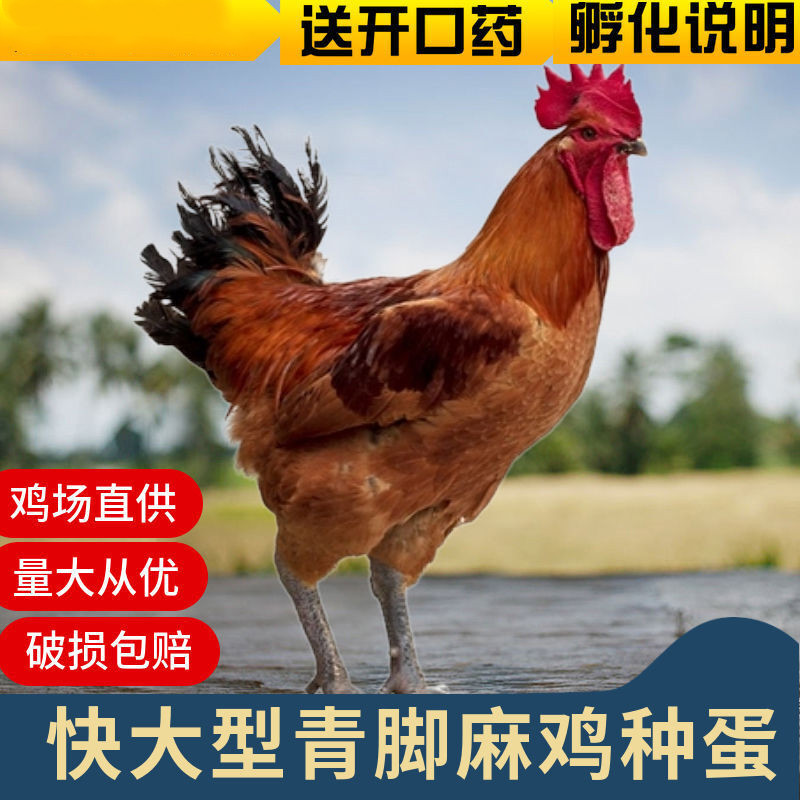 鸡苗】相关京东优惠商品排行榜(24) - 价格图片品牌优惠券- 虎窝购