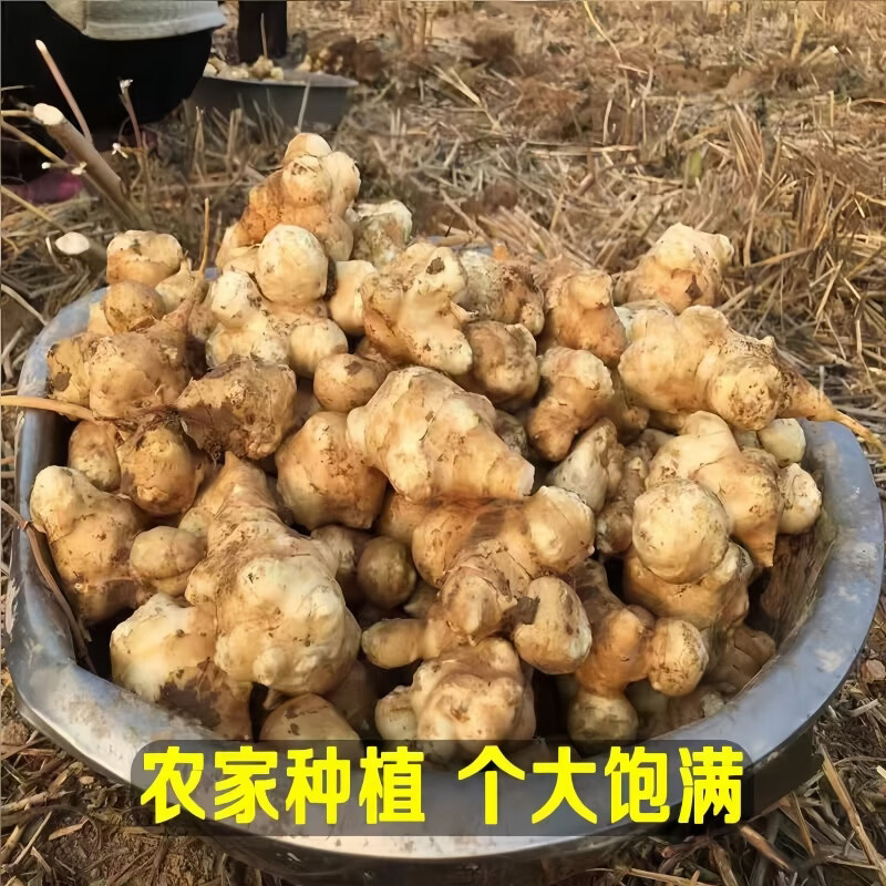 豔疅新鲜洋姜生鲜蔬菜姜片不辣农家自种酱腌菜泡菜种姜菊芋采挖泡咸菜 净重5斤【约25-75个】新鲜饱满