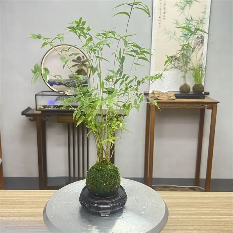 南有竹水培植物苔蘚球米竹富貴竹綠植室內(nèi)水養(yǎng)觀賞竹觀音竹盆栽凈化空氣 米竹苔蘚球1叢（不含瓶） 營養(yǎng)肥