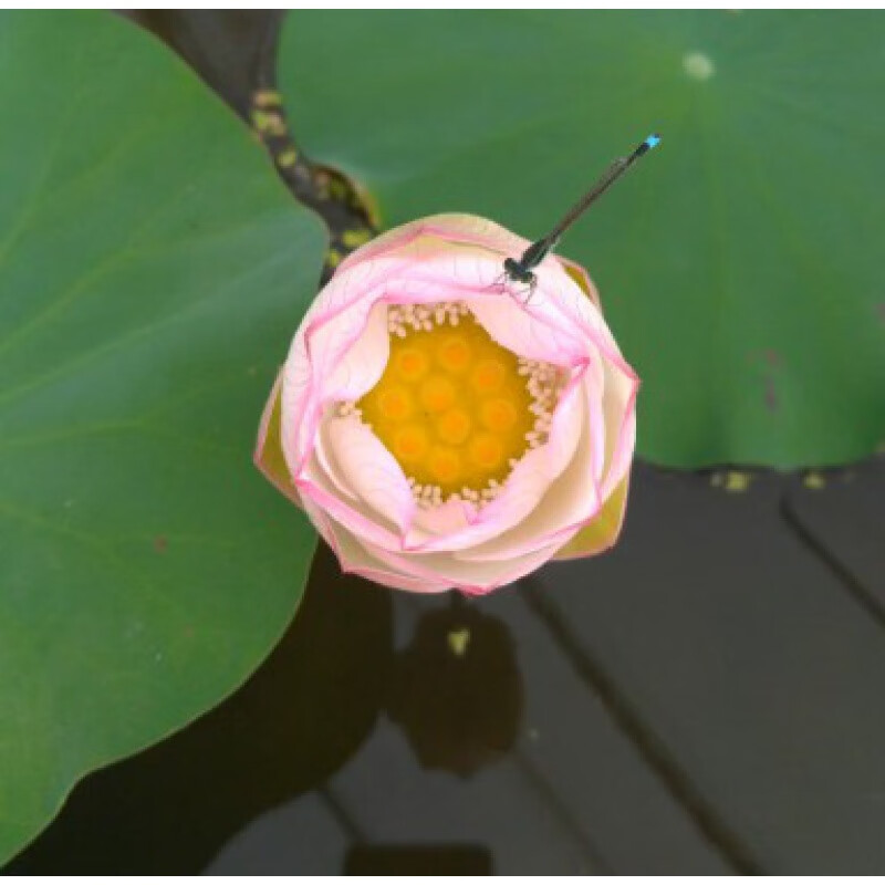 碗莲种藕根茎带芽小型花苗水培植物四季室内荷花盆栽睡莲花卉成品