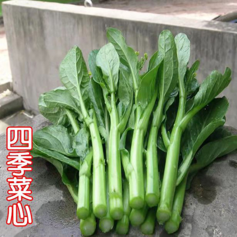 颜集卉25天四季甜菜心种子盆栽田园春季秋季冬季佳品绿蔬菜苔广东油青