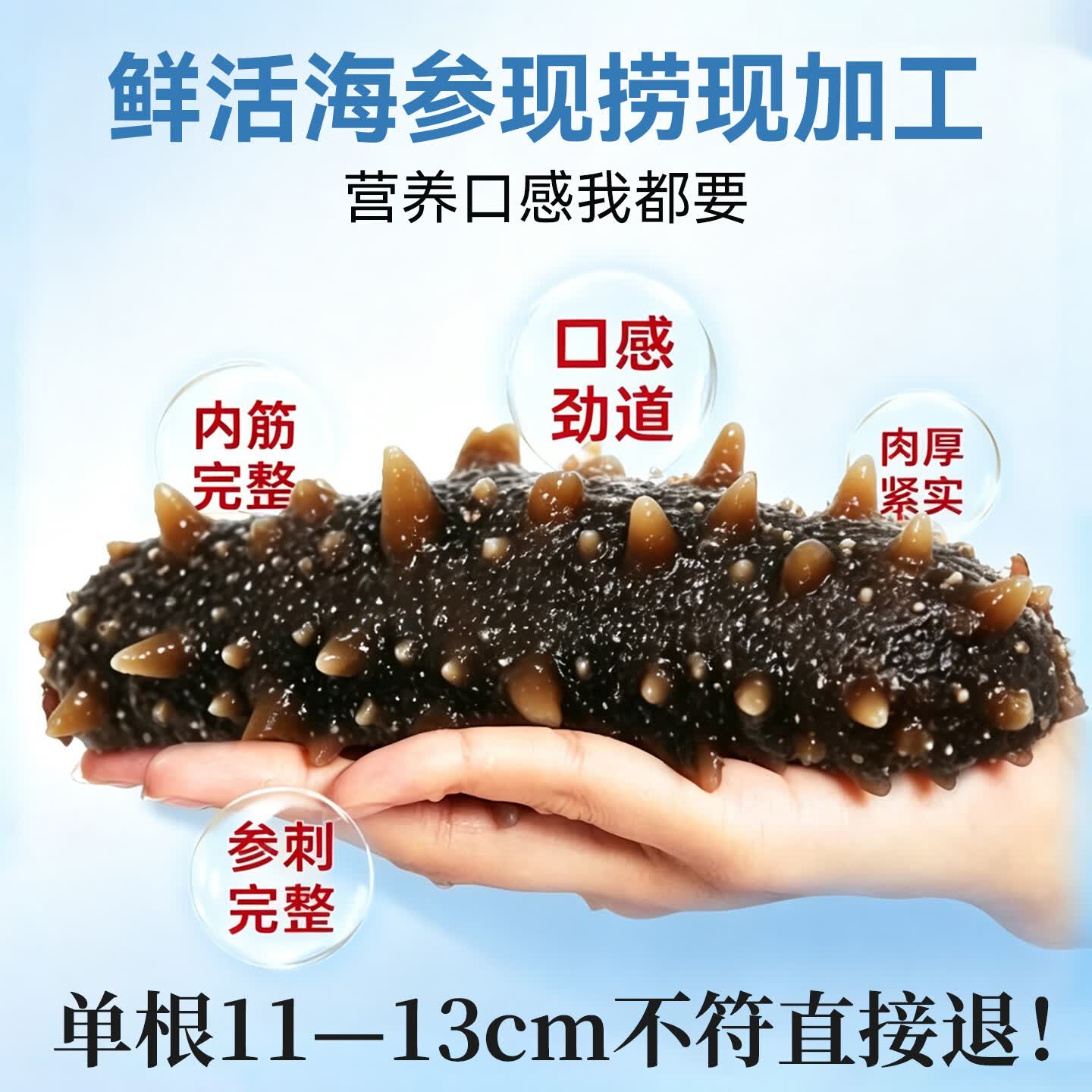 高小参即食鲜食海参高品质独立包装原生态海域礼盒装送礼2.5kg抖音同款 2500g家庭装共25-30头(普通盒装无礼盒)