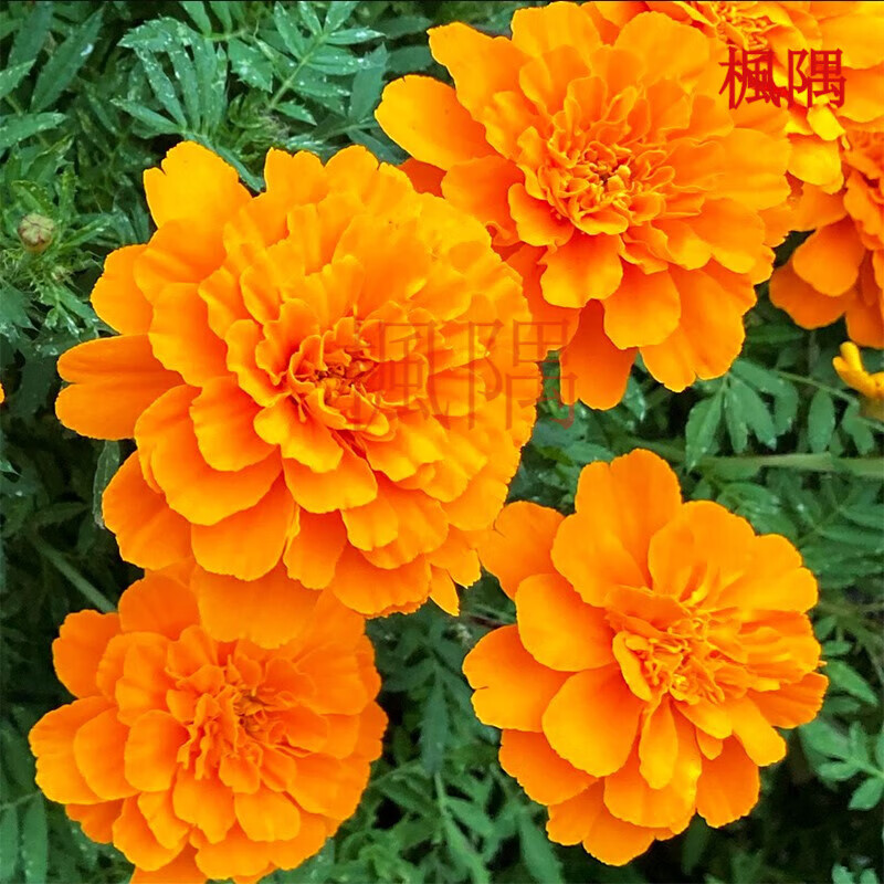 楓隅孔雀草花种花花苗盆栽种子观花种籽四季庭院观叶种孑秋季绿植