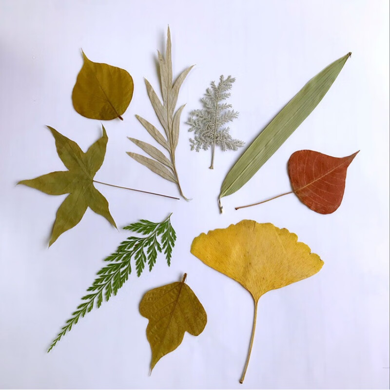 幼儿园手工制作树叶贴画 儿童diy干树叶手工材 叶子集*16片 树叶