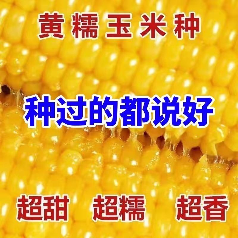 黄金香甜糯玉米种子 粒粒好种子约48粒【1包】 宋品