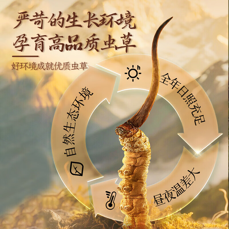 康陈牌新鲜冬虫夏草2026年头茬应季鲜虫草送礼营养滋补礼品自食高原鲜草 鲜虫草1.0-1.3共70根 1.3根*70根