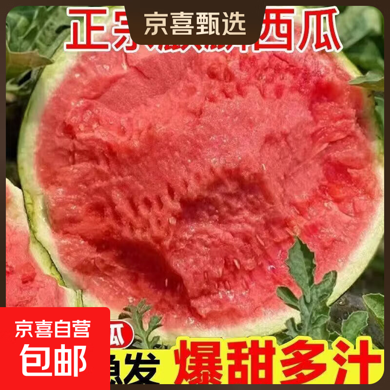 正宗美都麒麟西瓜新鲜现摘 8-10斤【新鲜现摘】
