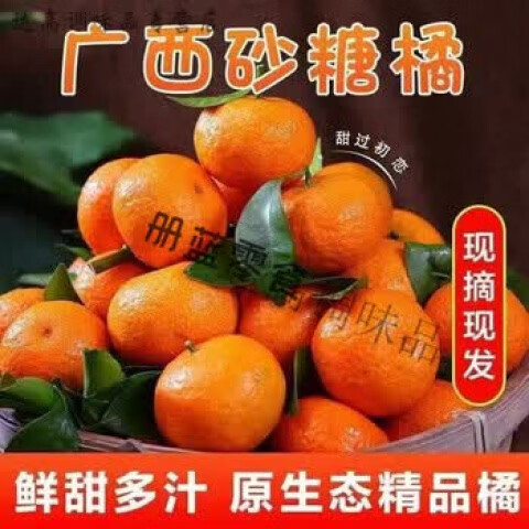 广西砂糖桔子橘子爆甜水果薄皮新鲜柑橘广西沙糖桔批发 普通装： 高山老树果：带箱5斤装