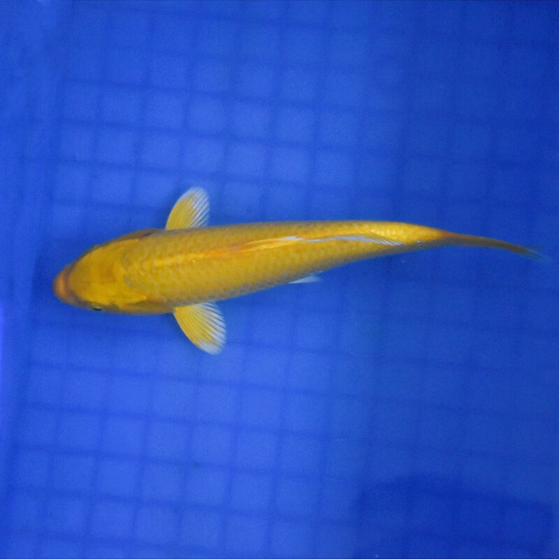 贝冠奇锦鲤活鱼大正三色红白锦鲤秋翠孔雀丹顶黄龙凤蝴蝶鲤冷水鱼观赏鱼 黄金 13-17cm1条