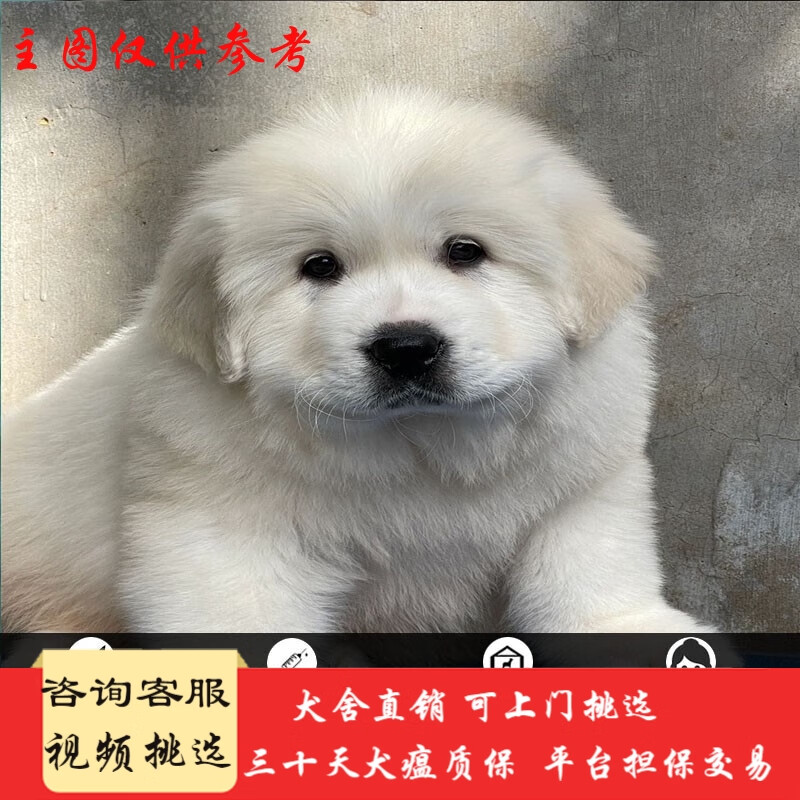 桓瑞宠物纯种宠物狗狗活体大白熊犬幼犬幼崽大型犬 宠物级 宠物级a款