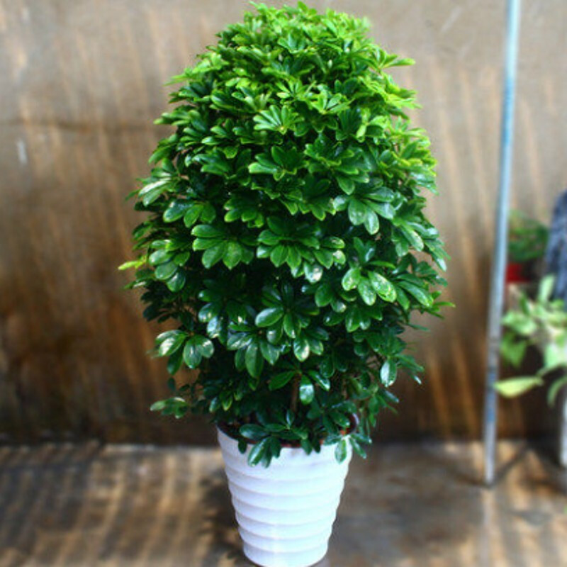 大绿植盆栽大叶绿萝散尾葵发财树平安树鸭脚木大型植物室内办公室客厅